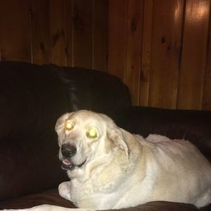 Meet your Posher, Jaime